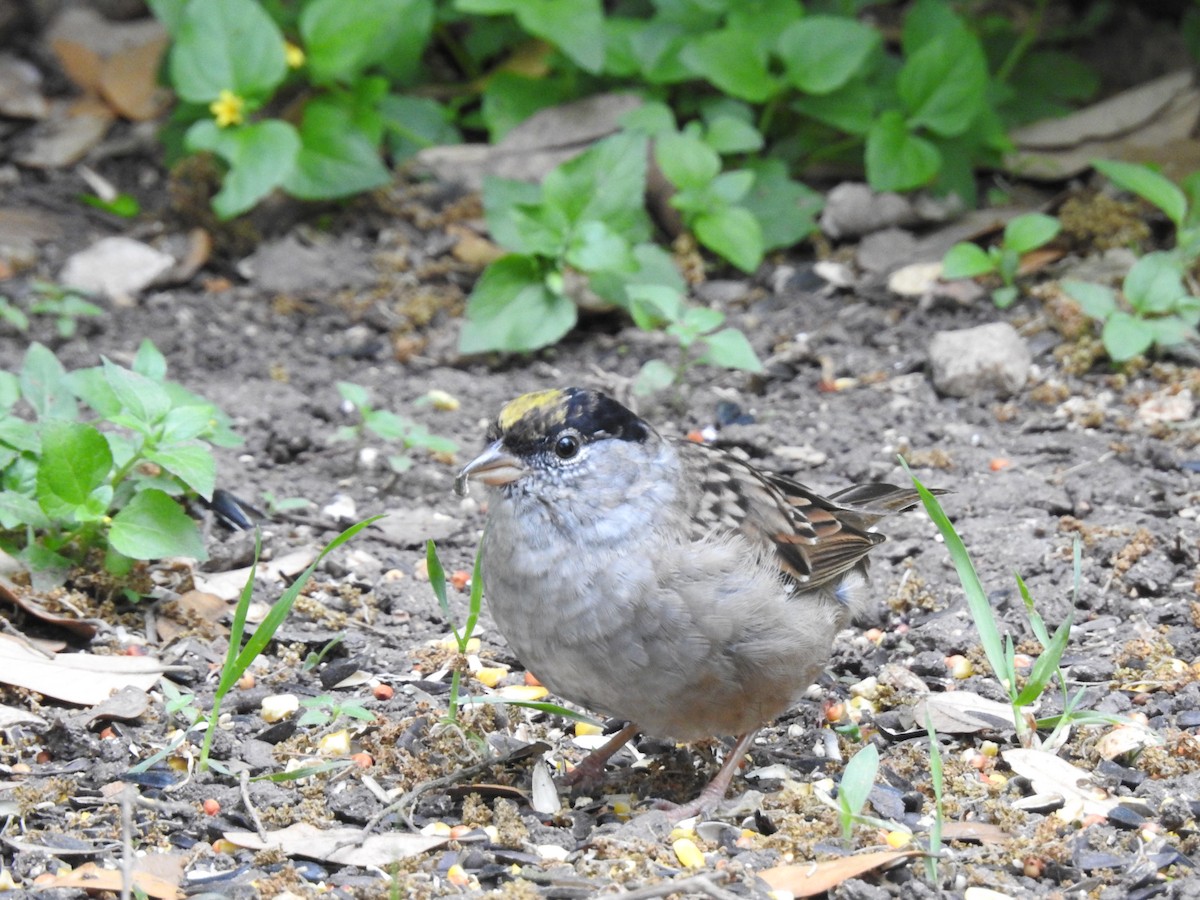Golden-crowned Sparrow - ML631683904