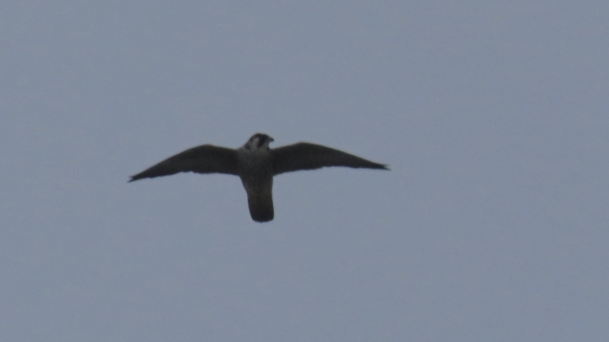 Peregrine Falcon (North American) - ML631683961