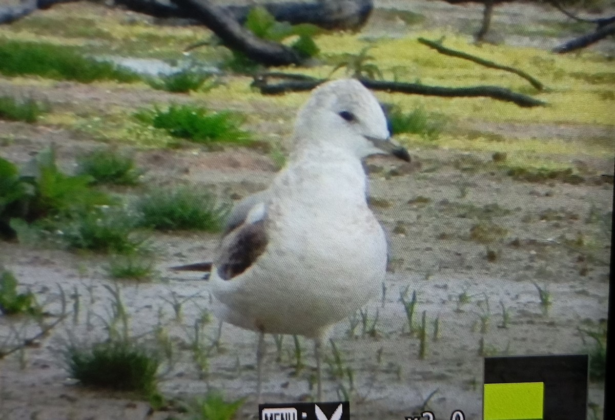 Common Gull - ML631683981