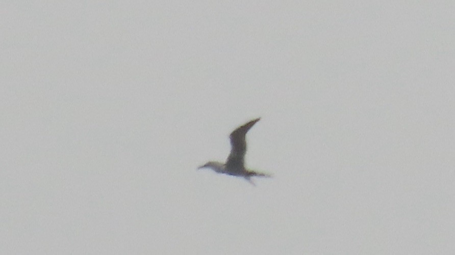 Northern Gannet - ML631683983