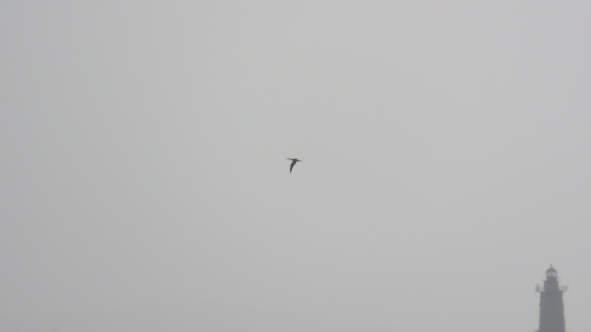Northern Gannet - ML631683987