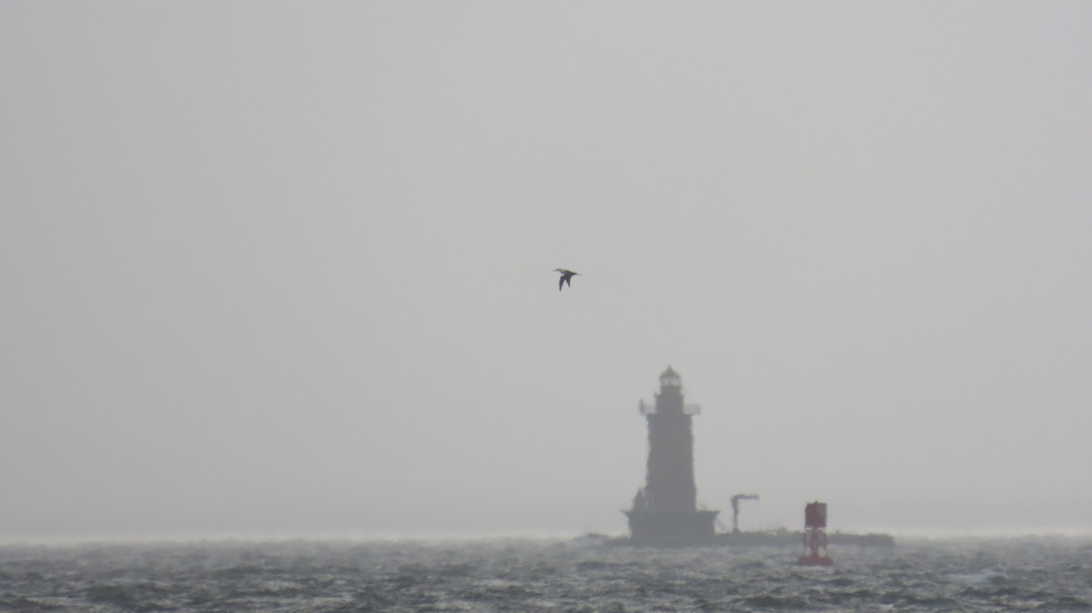 Northern Gannet - ML631683988