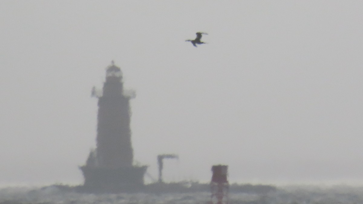 Northern Gannet - ML631684021