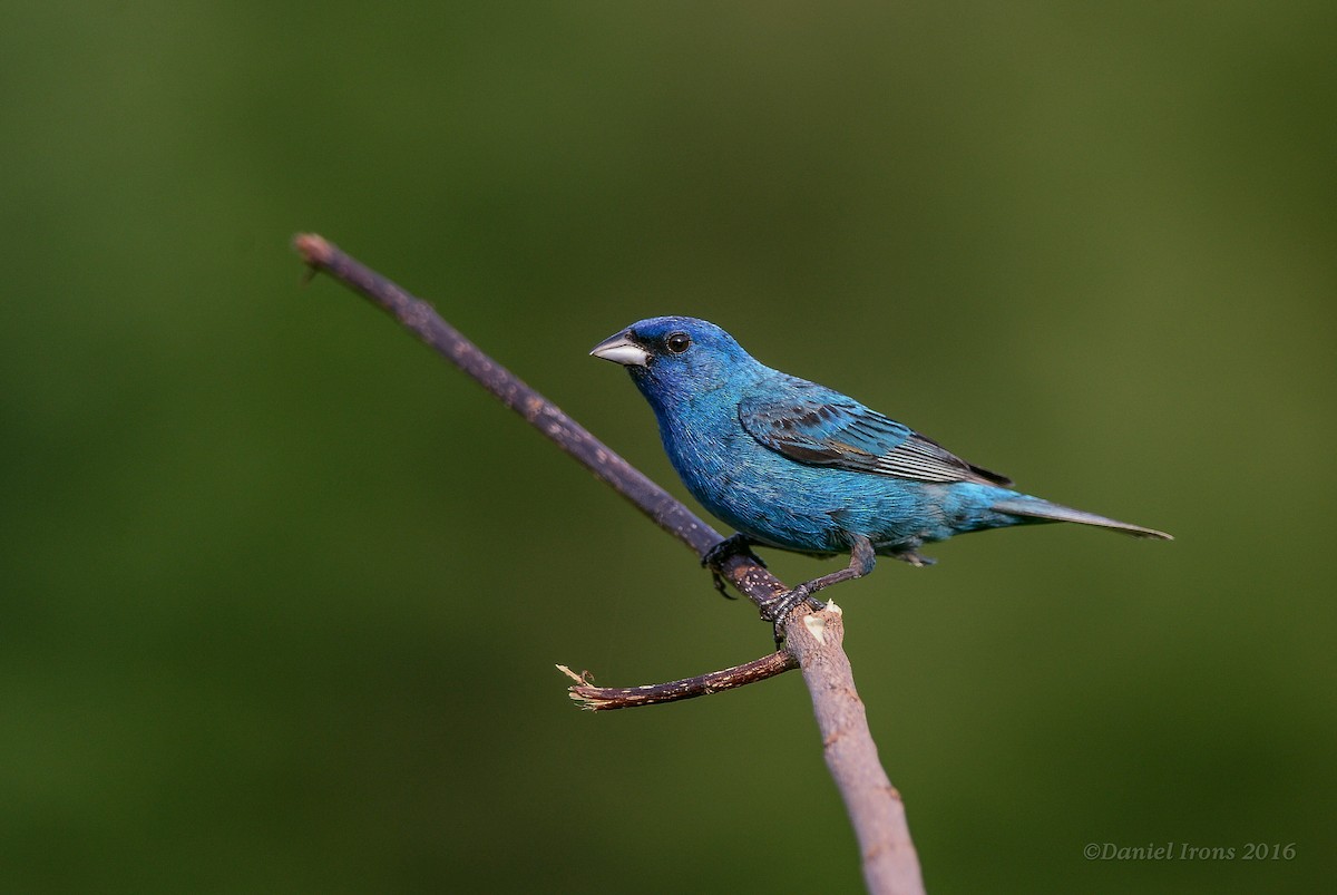 Indigo Bunting - ML63168451