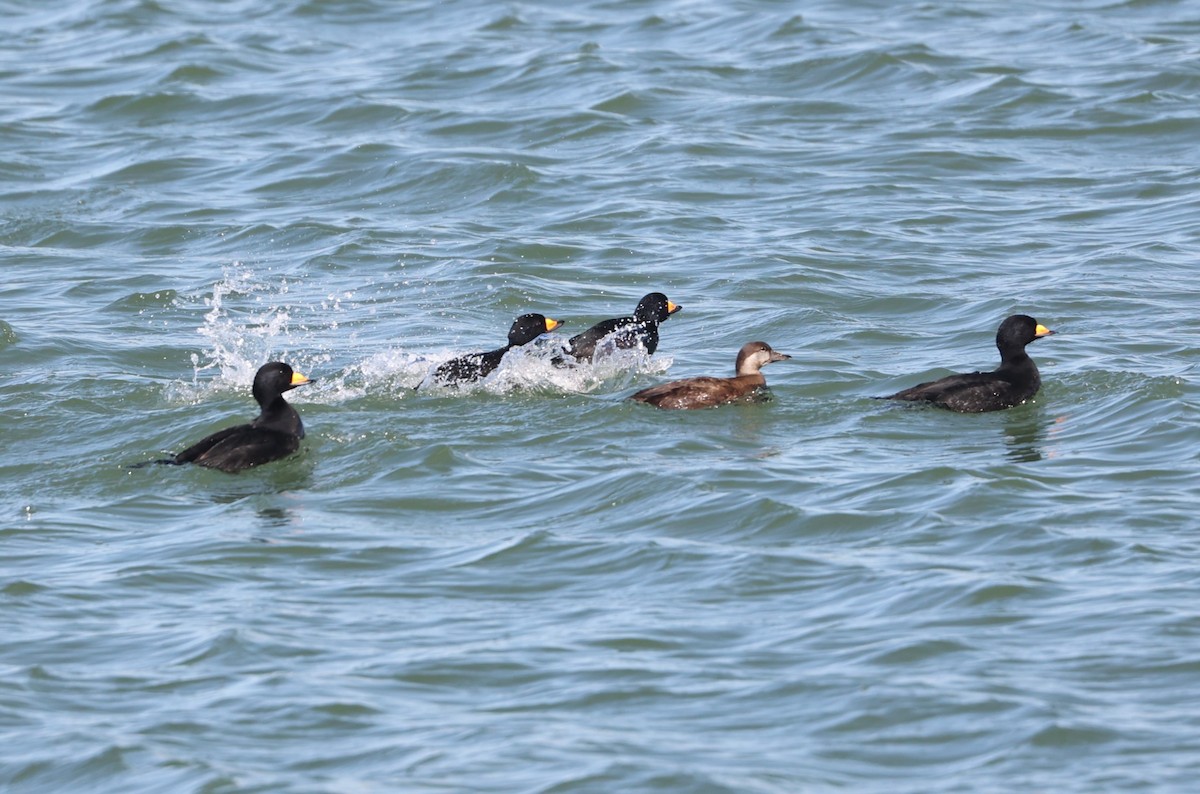 Black Scoter - ML631685256