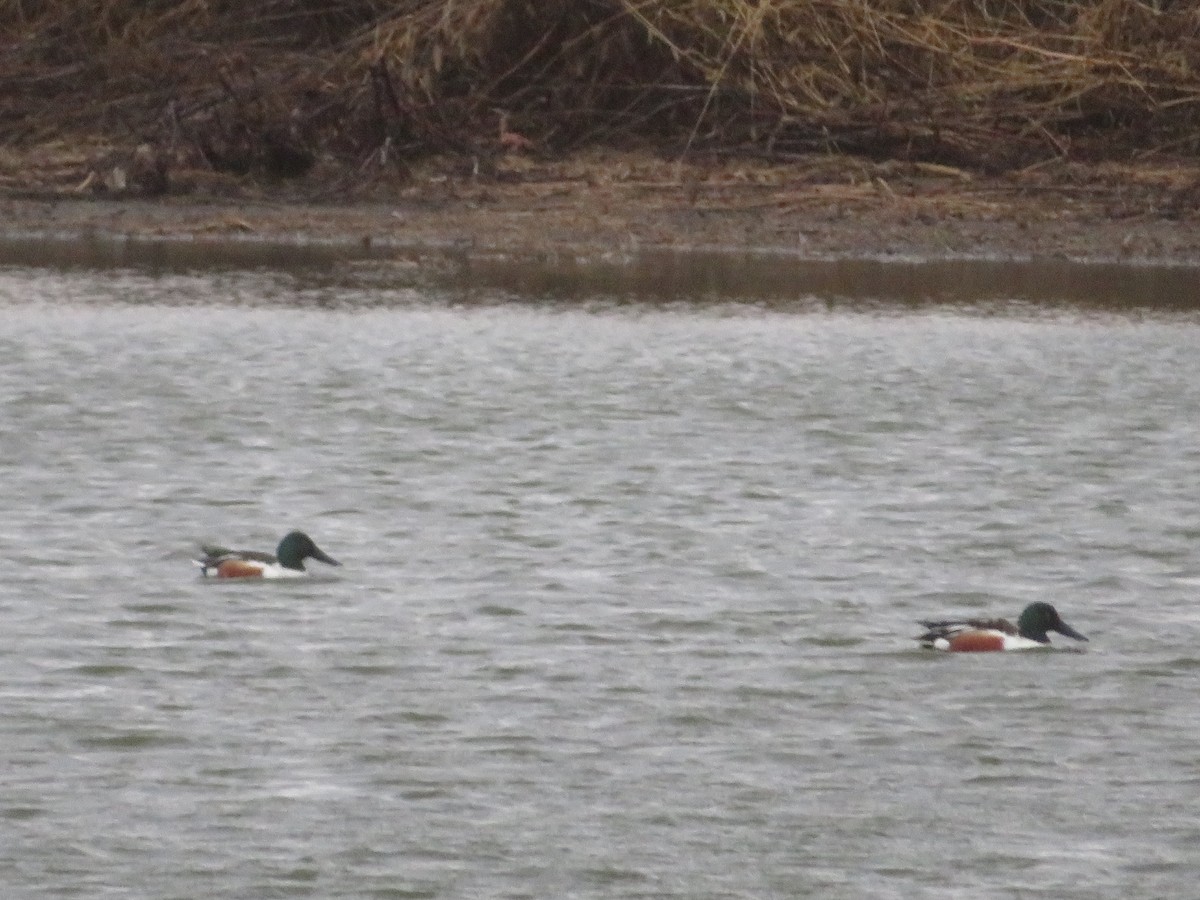 Халбага нугас - ML631685266