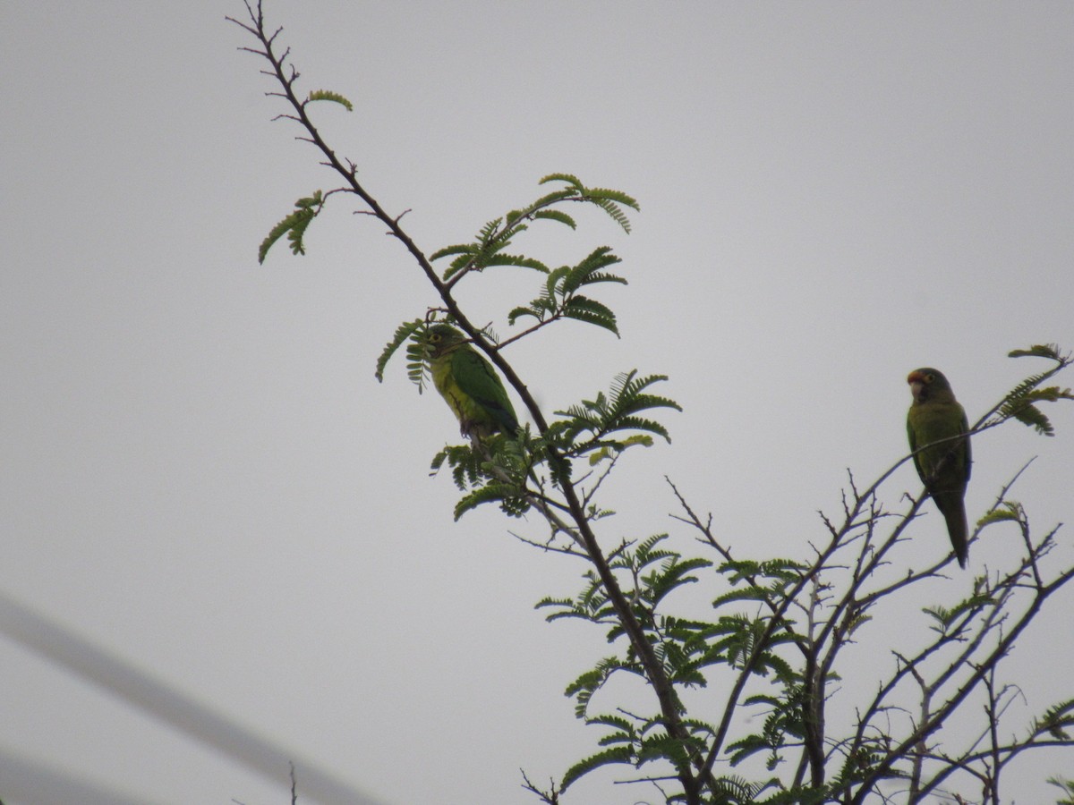 Orange-fronted Parakeet - ML631685613