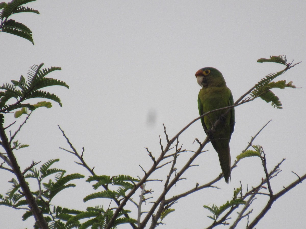 Orange-fronted Parakeet - ML631685614