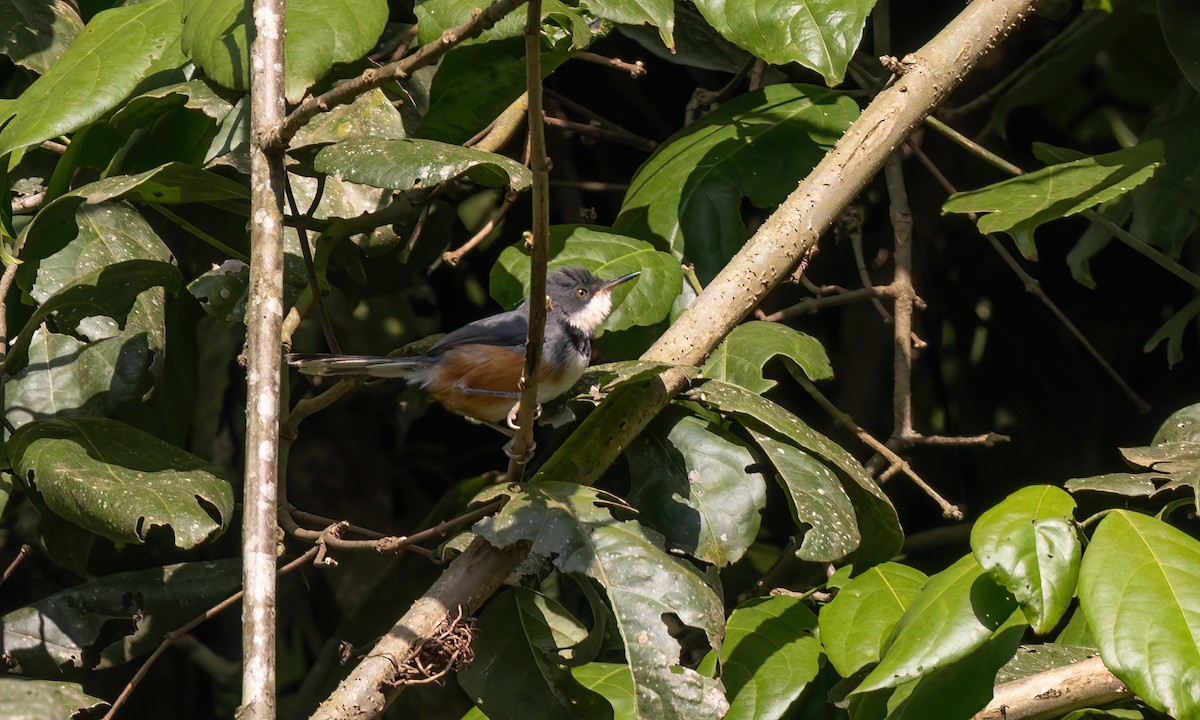Black-collared Apalis - ML631685686