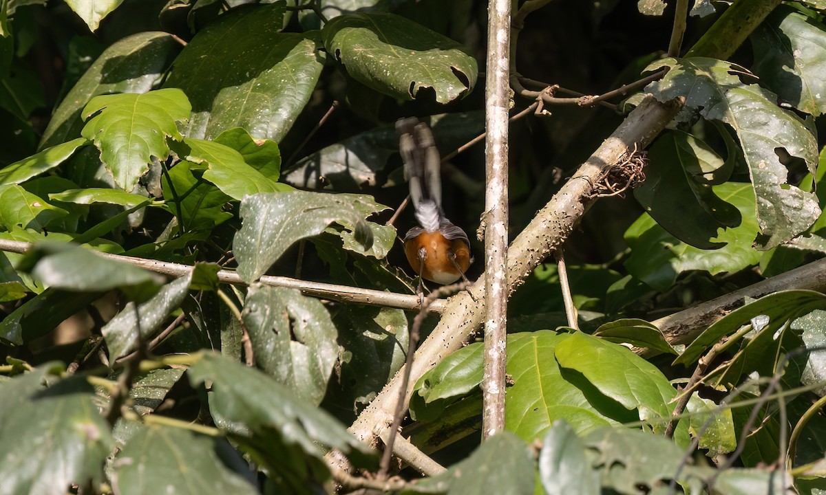 Black-collared Apalis - ML631685689