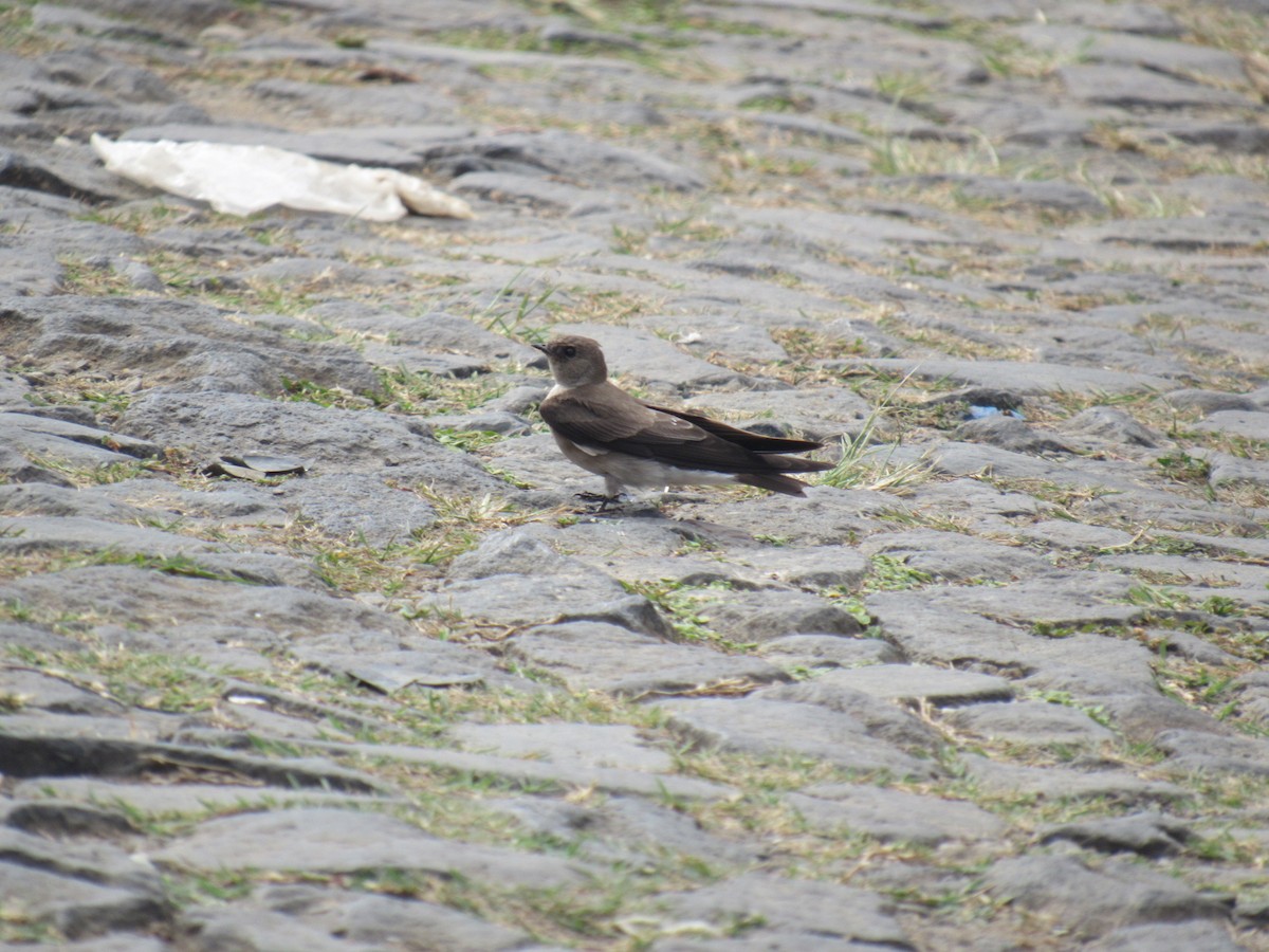Northern Rough-winged Swallow - ML631685831
