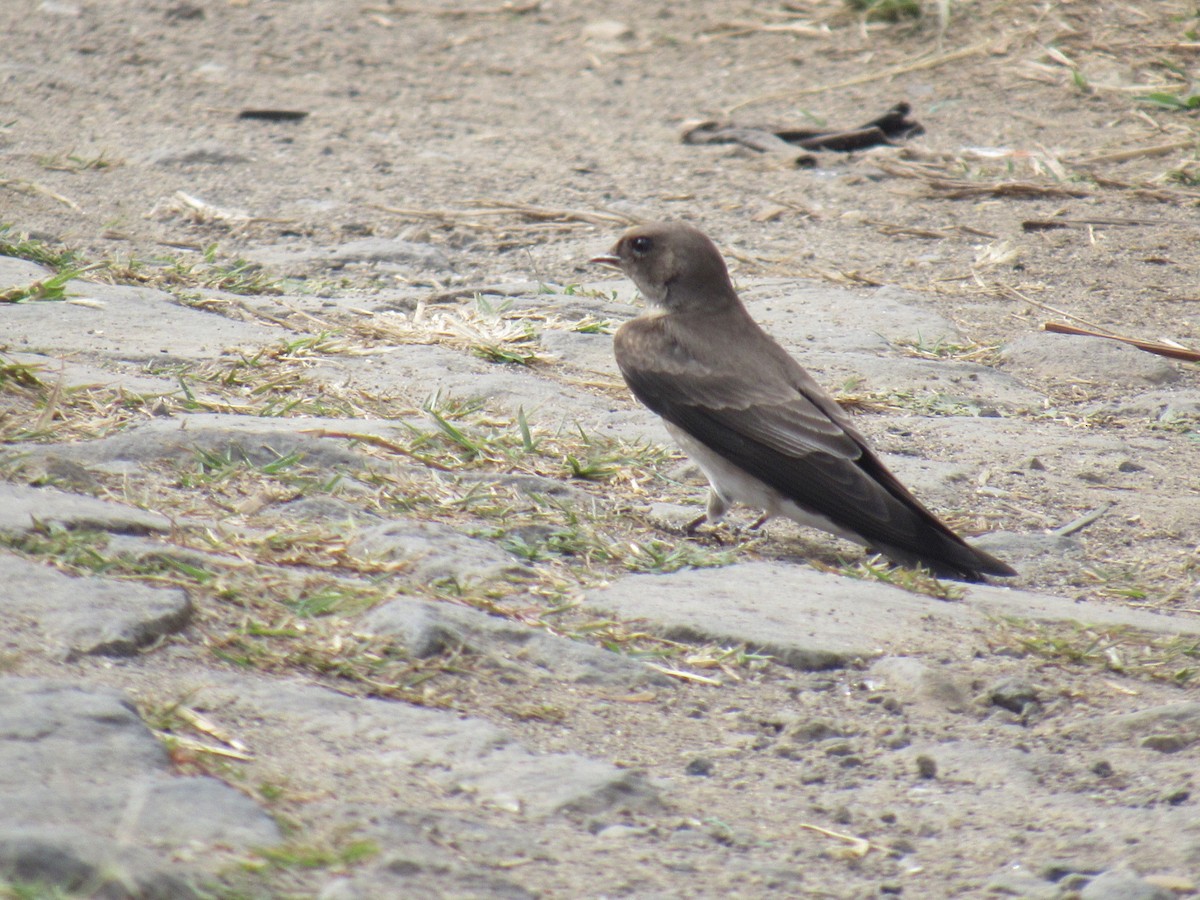 Northern Rough-winged Swallow - ML631685832