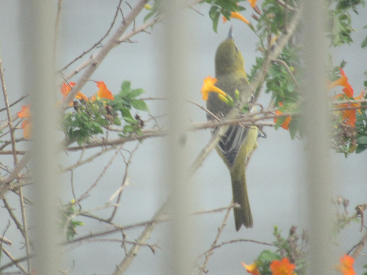 Orchard Oriole - ML631685864