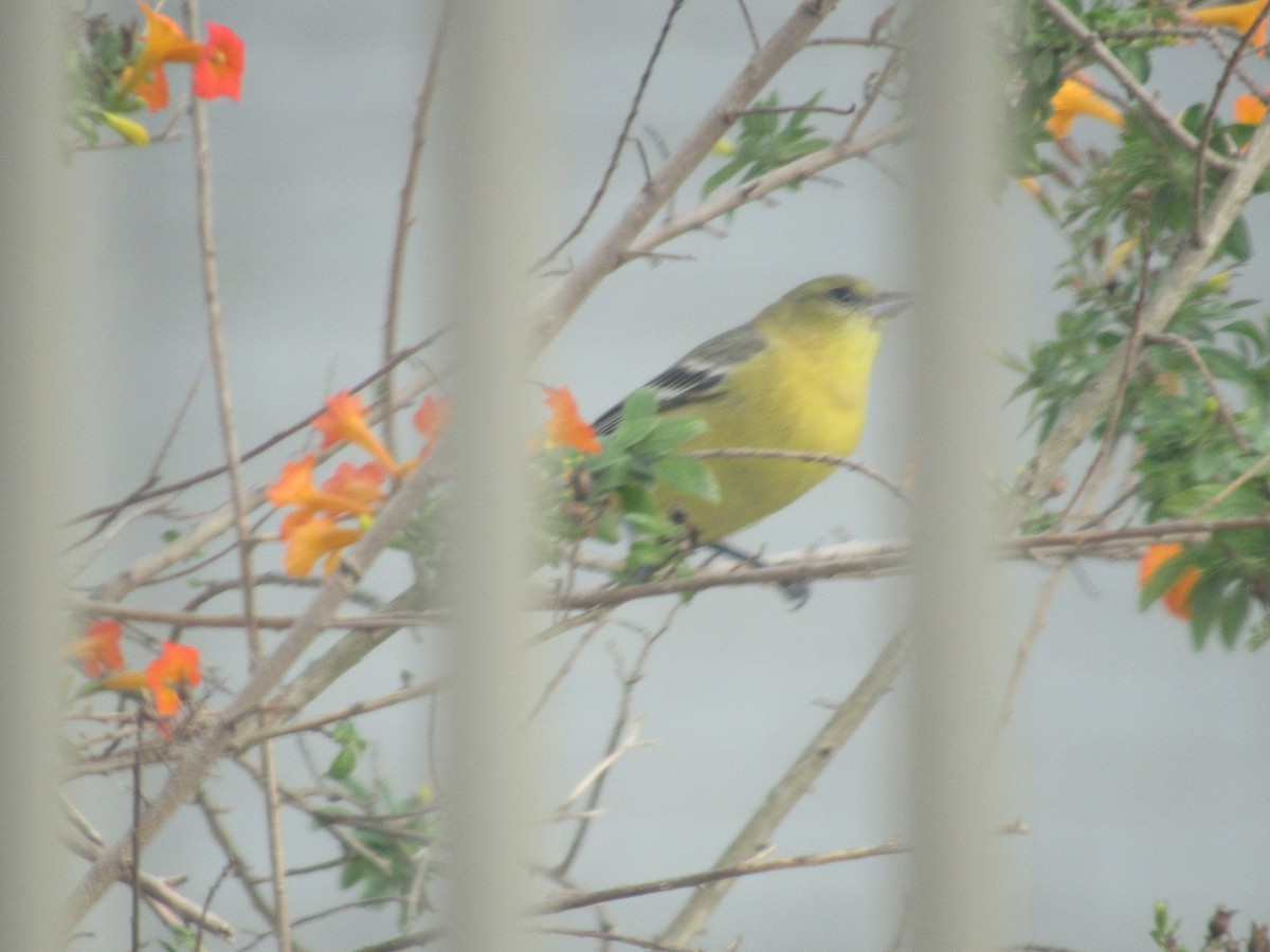 Orchard Oriole - ML631685865