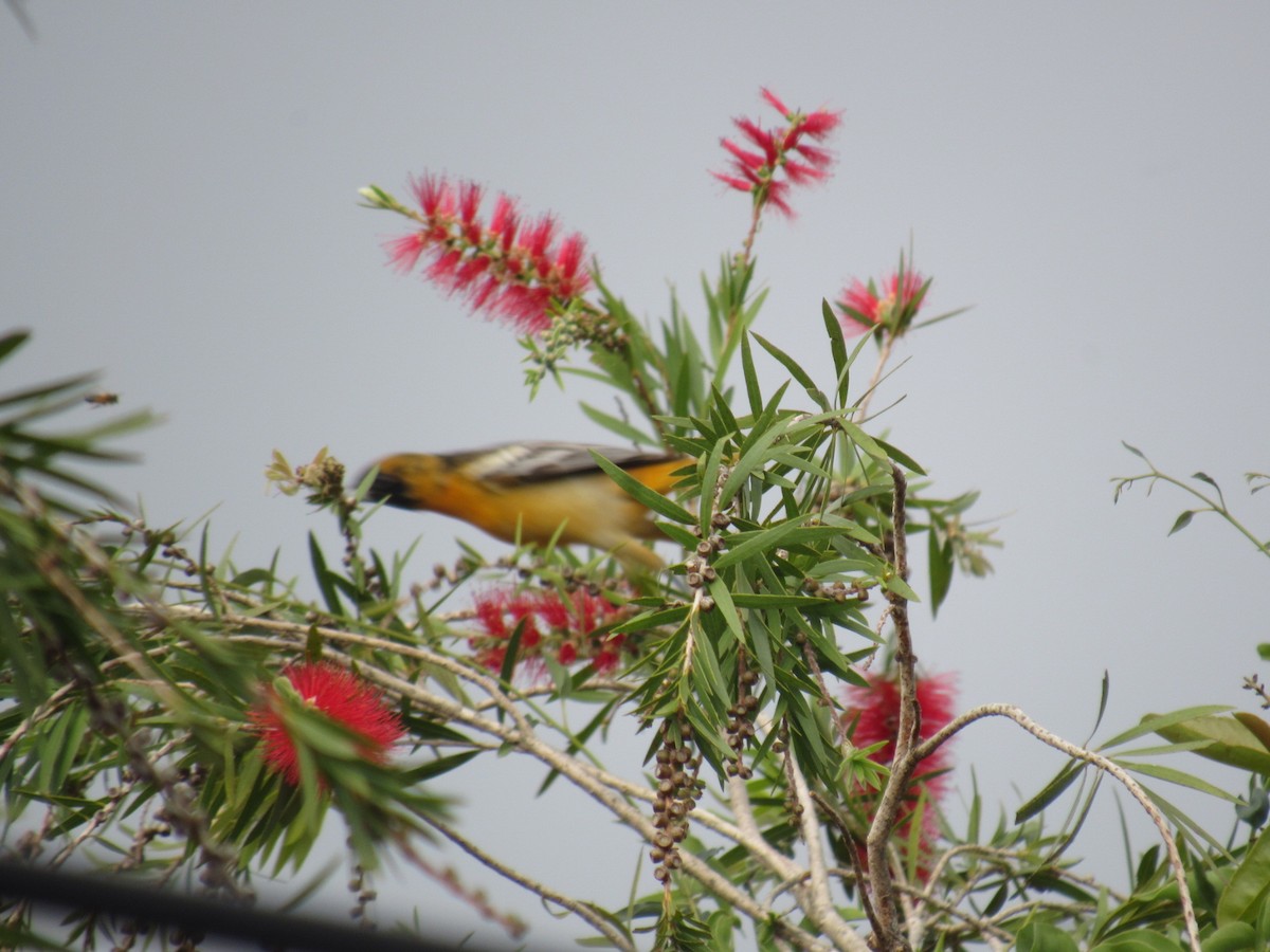 Baltimore Oriole - ML631685878