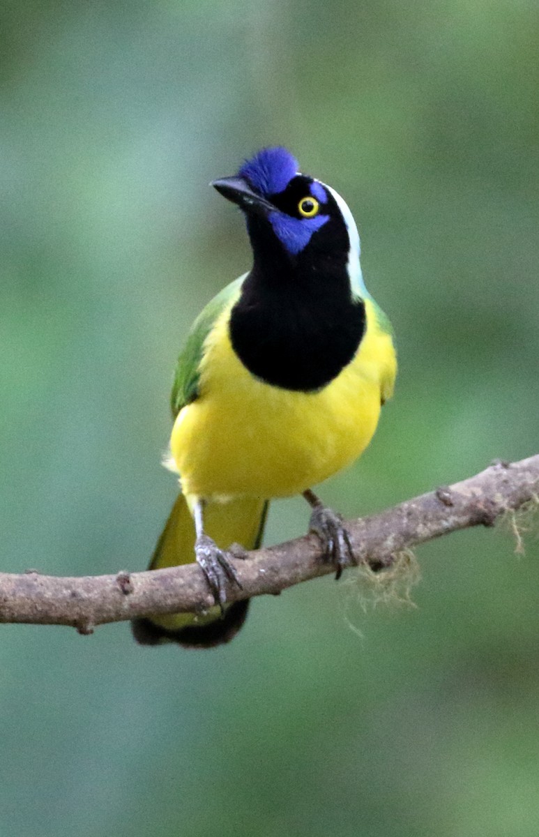 Green Jay - ML631685881