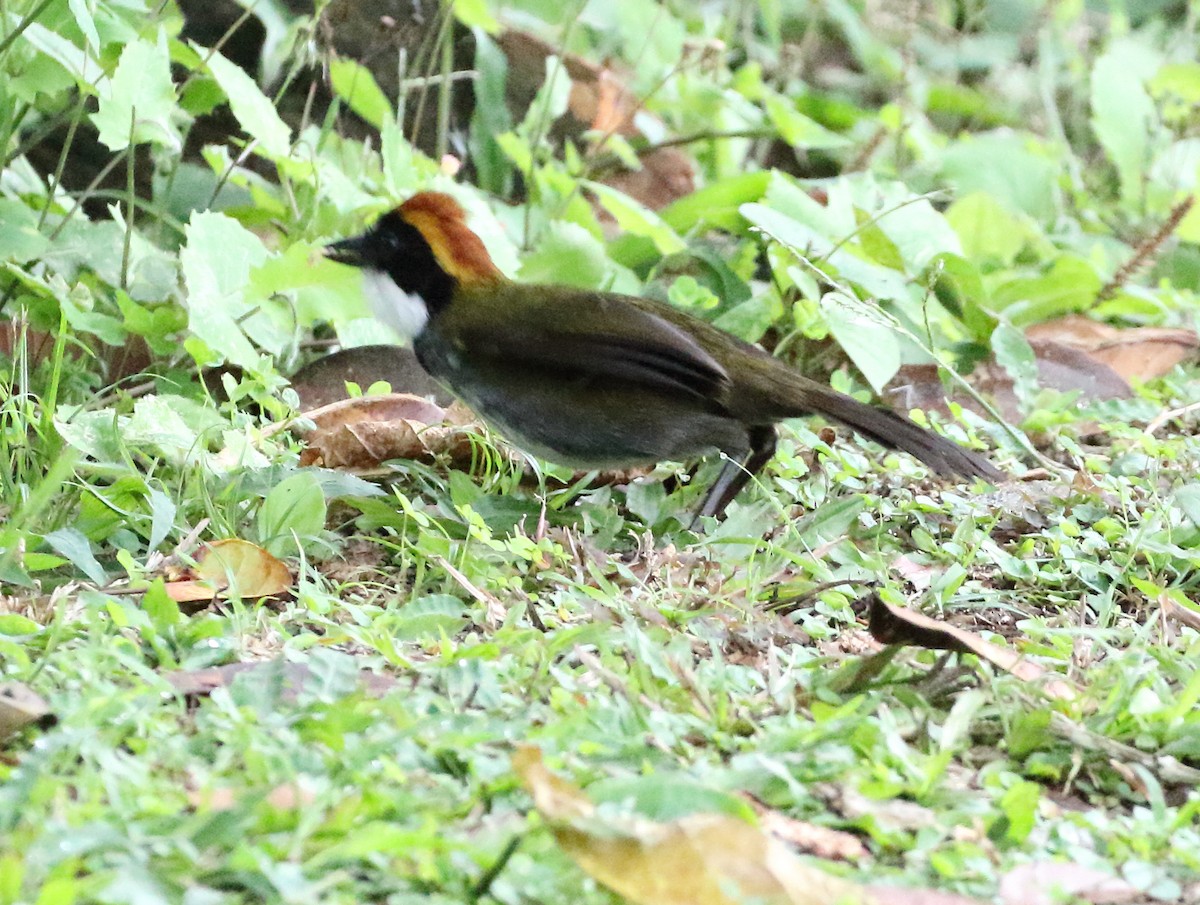 Chestnut-capped Brushfinch - ML631685909