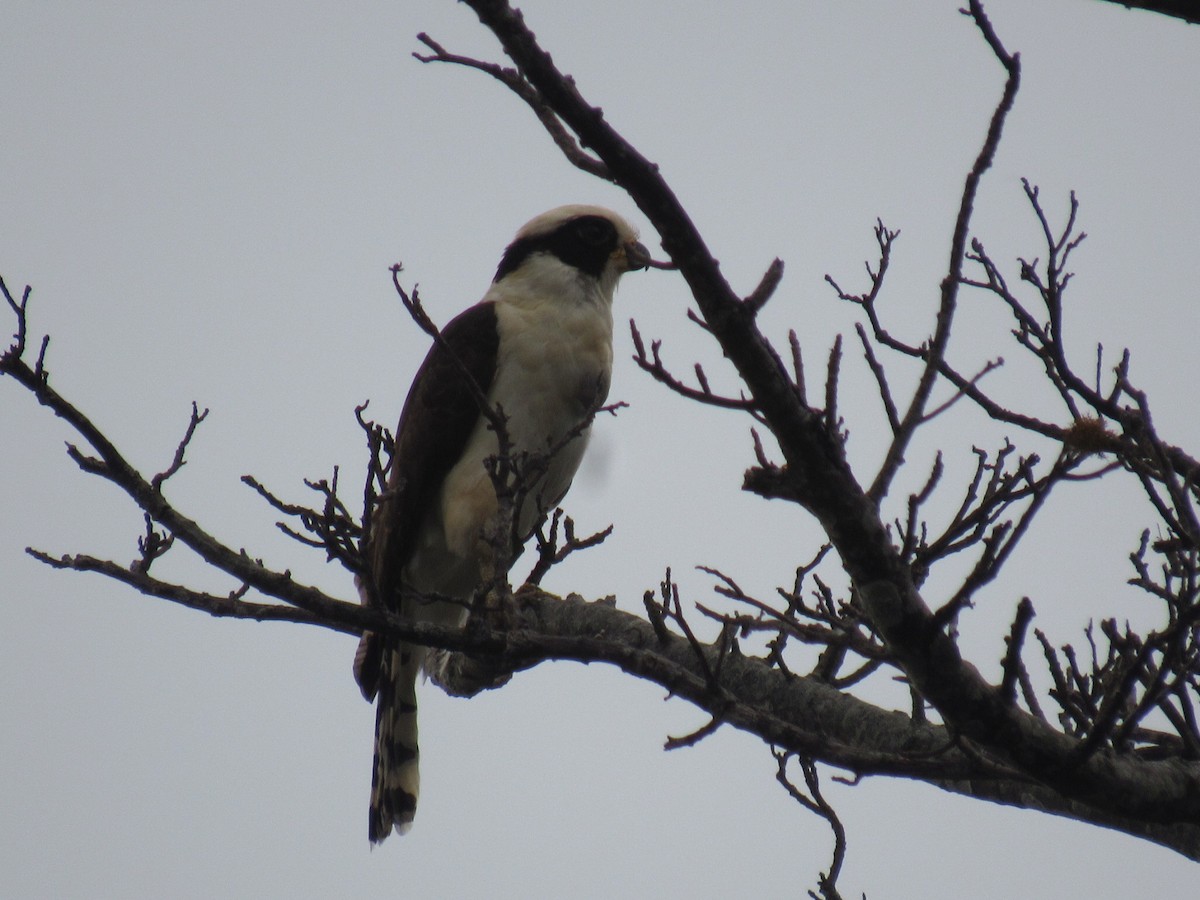 Laughing Falcon - ML631685933