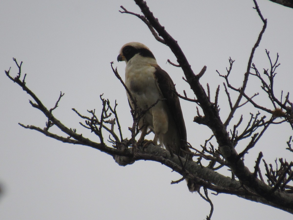 Laughing Falcon - ML631685934
