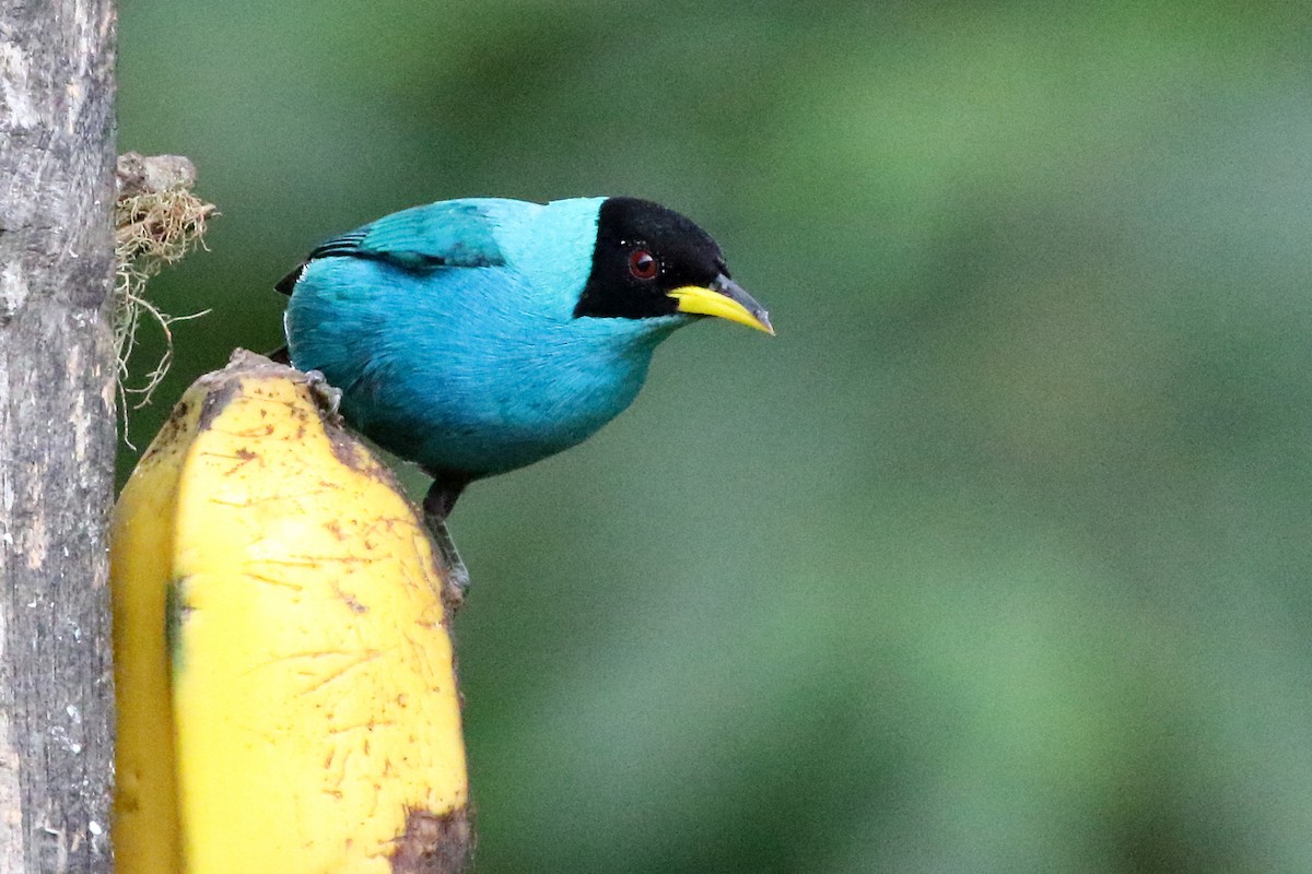 Green Honeycreeper - ML631685961