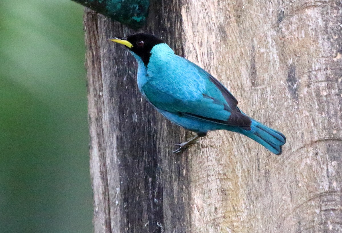 Green Honeycreeper - ML631685962