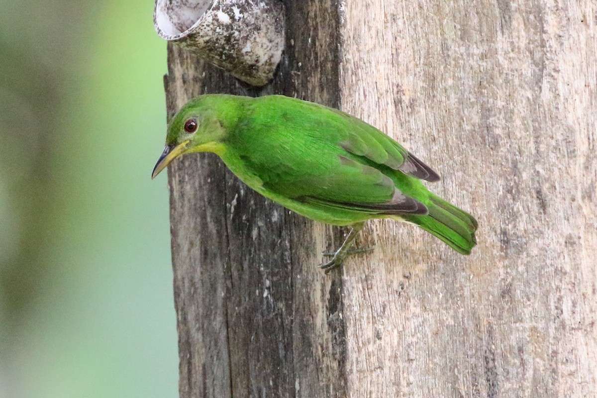 Green Honeycreeper - ML631685963