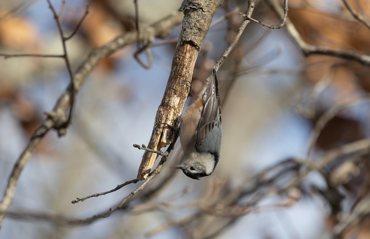 White-breasted Nuthatch - ML631685965