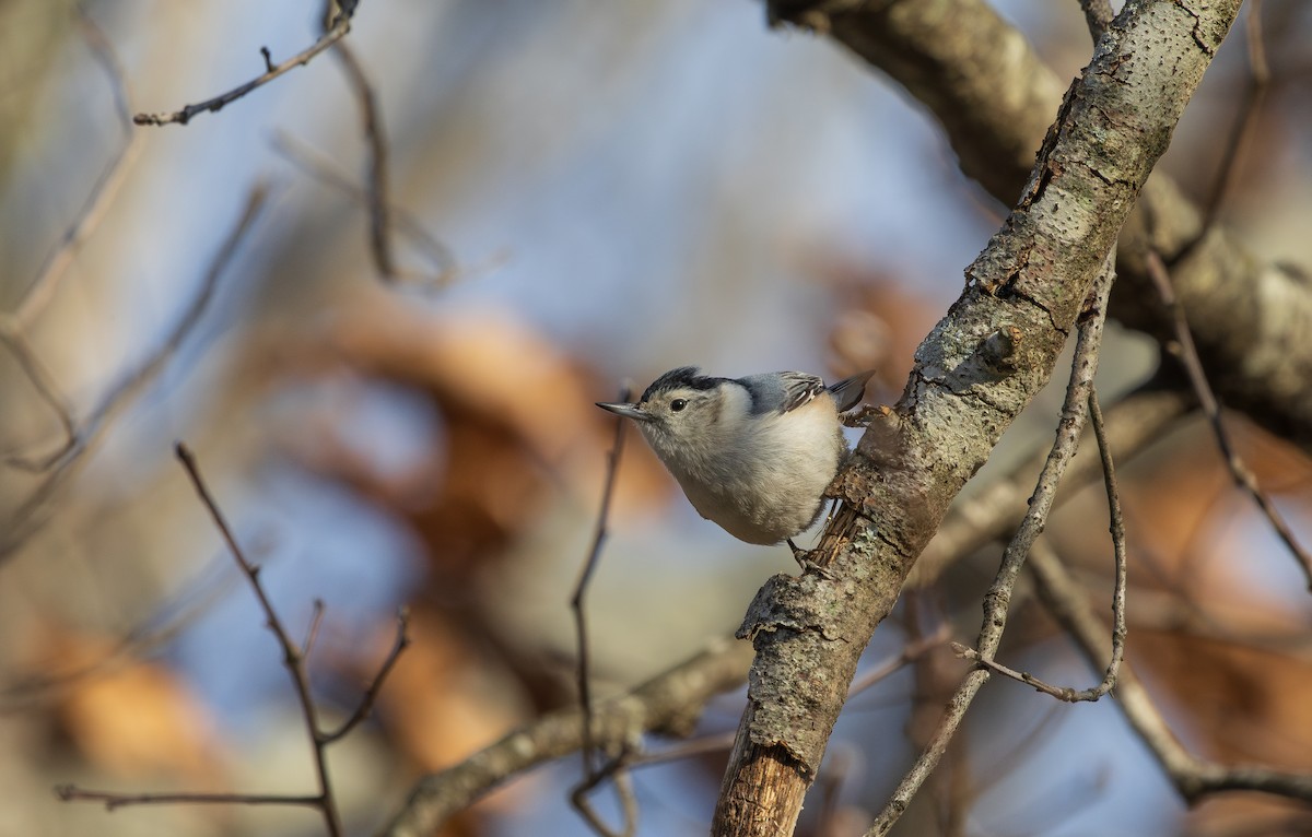 White-breasted Nuthatch - ML631685966