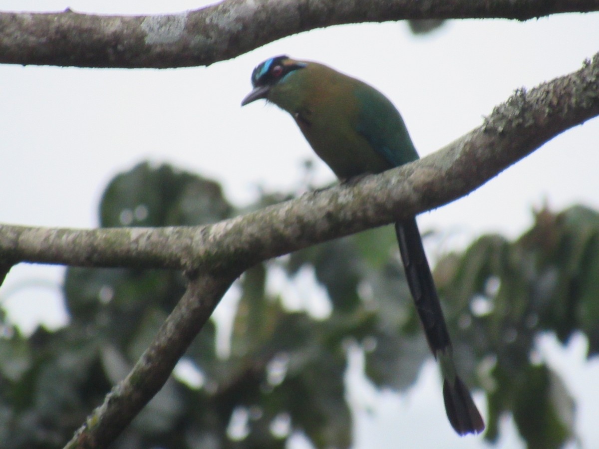 Lesson's Motmot - ML631685978