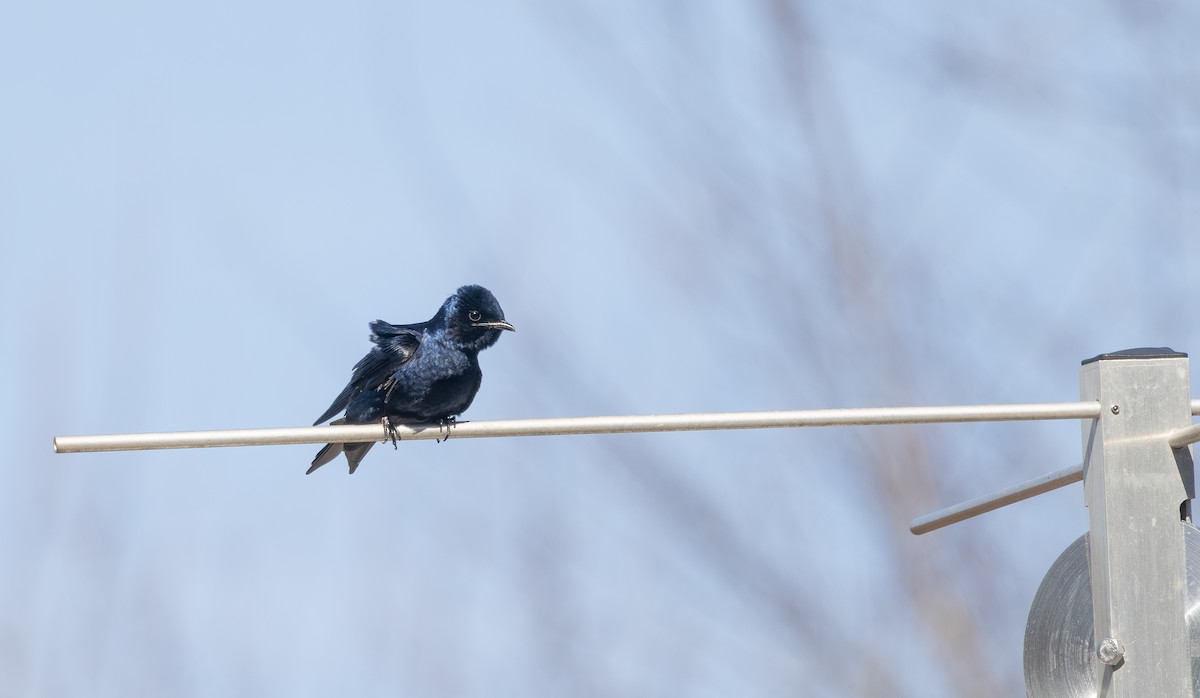 Purple Martin - ML631685993