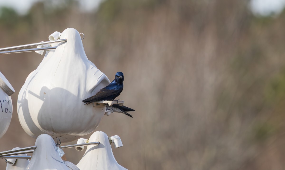 Purple Martin - ML631685994