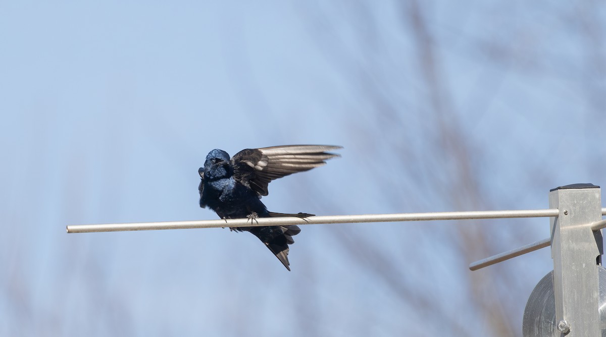 Purple Martin - ML631685995