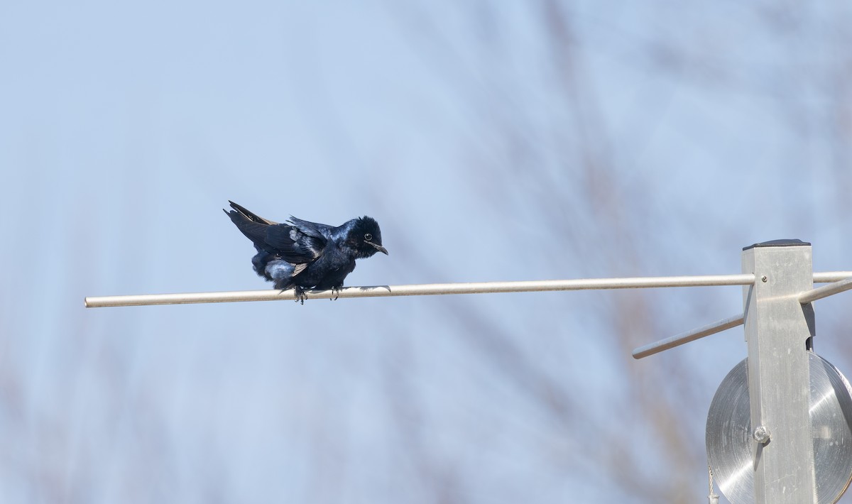 Purple Martin - ML631685996