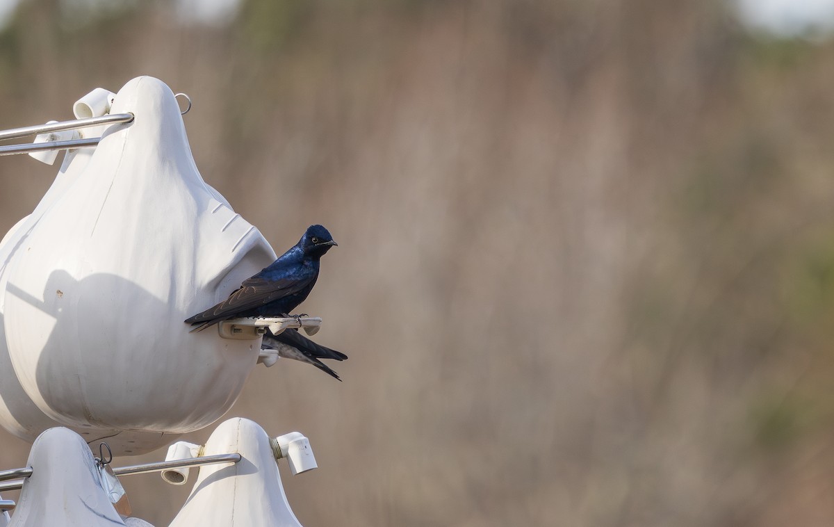 Purple Martin - ML631685998