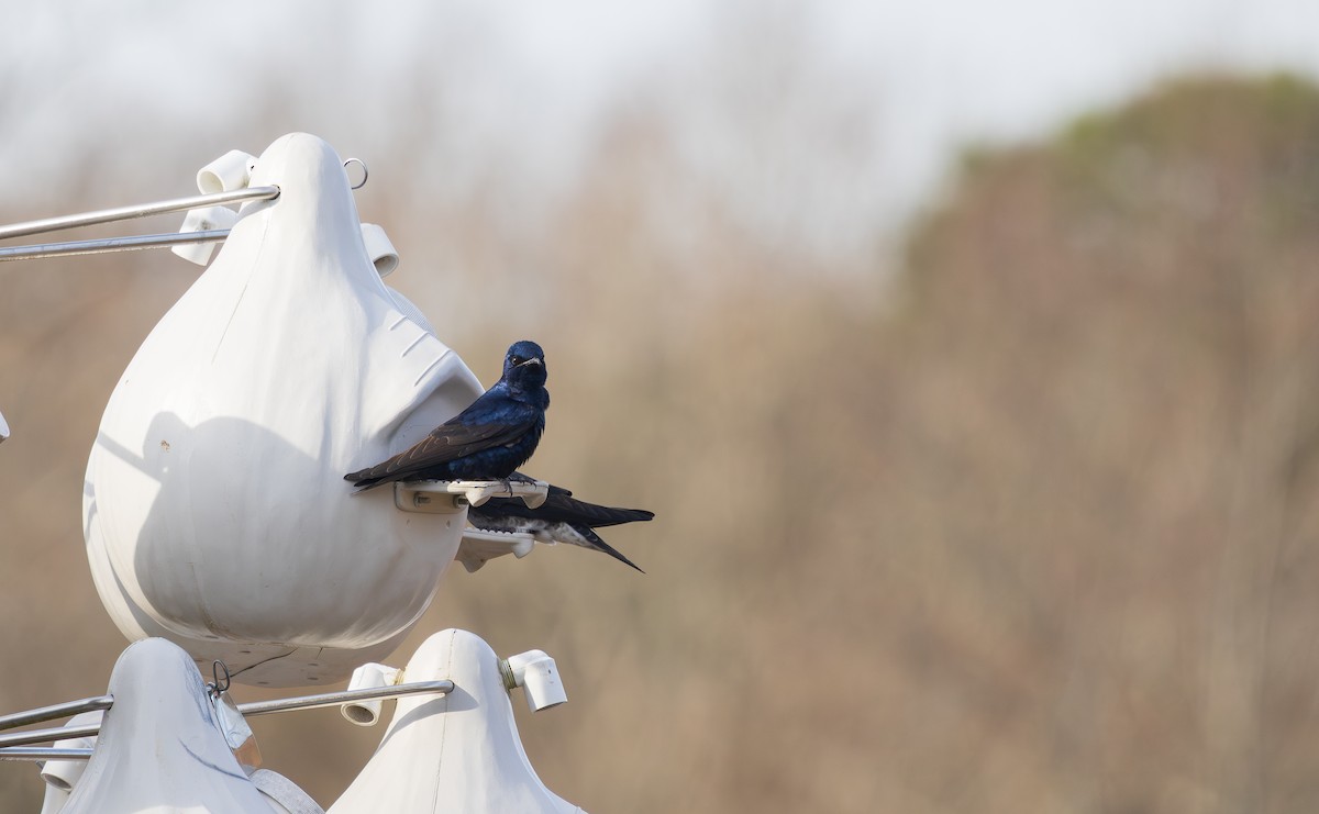 Purple Martin - ML631685999