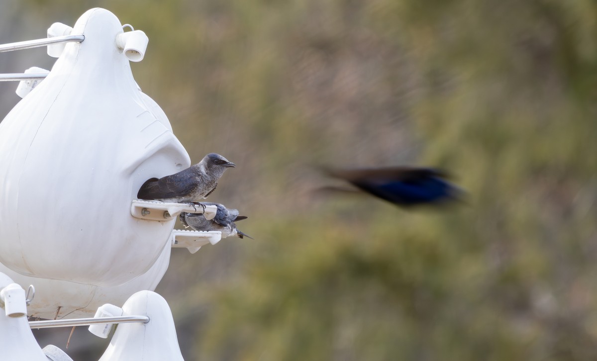 Purple Martin - ML631686001