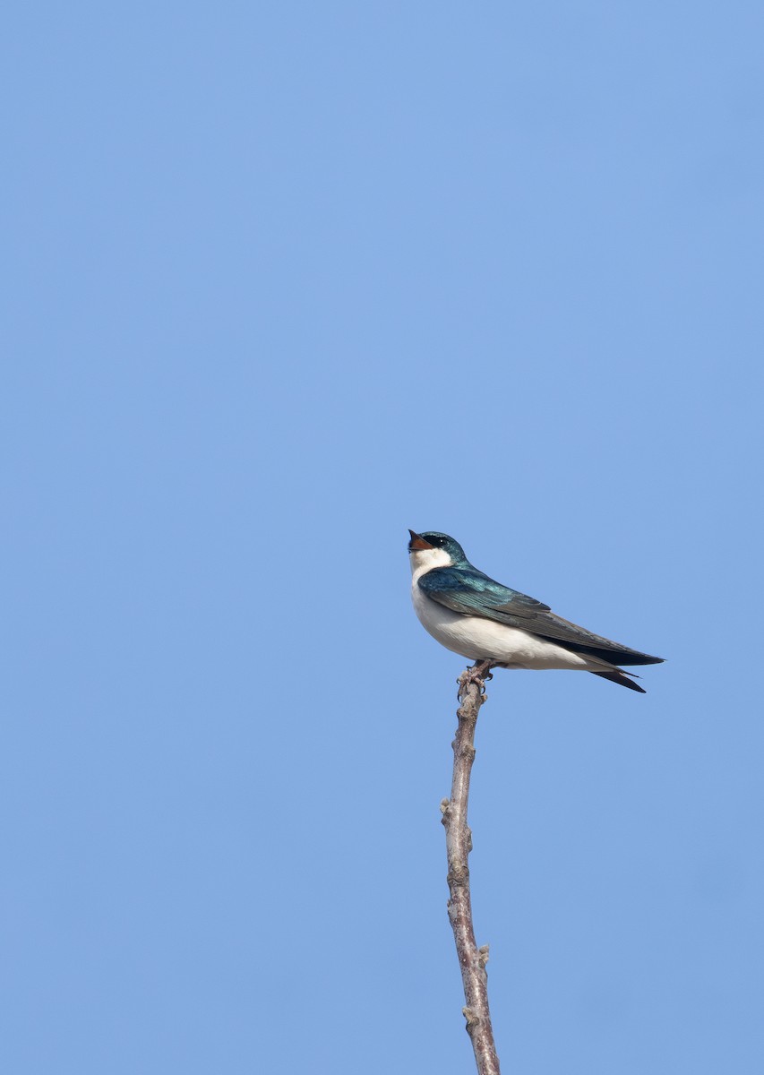 Tree Swallow - ML631686011
