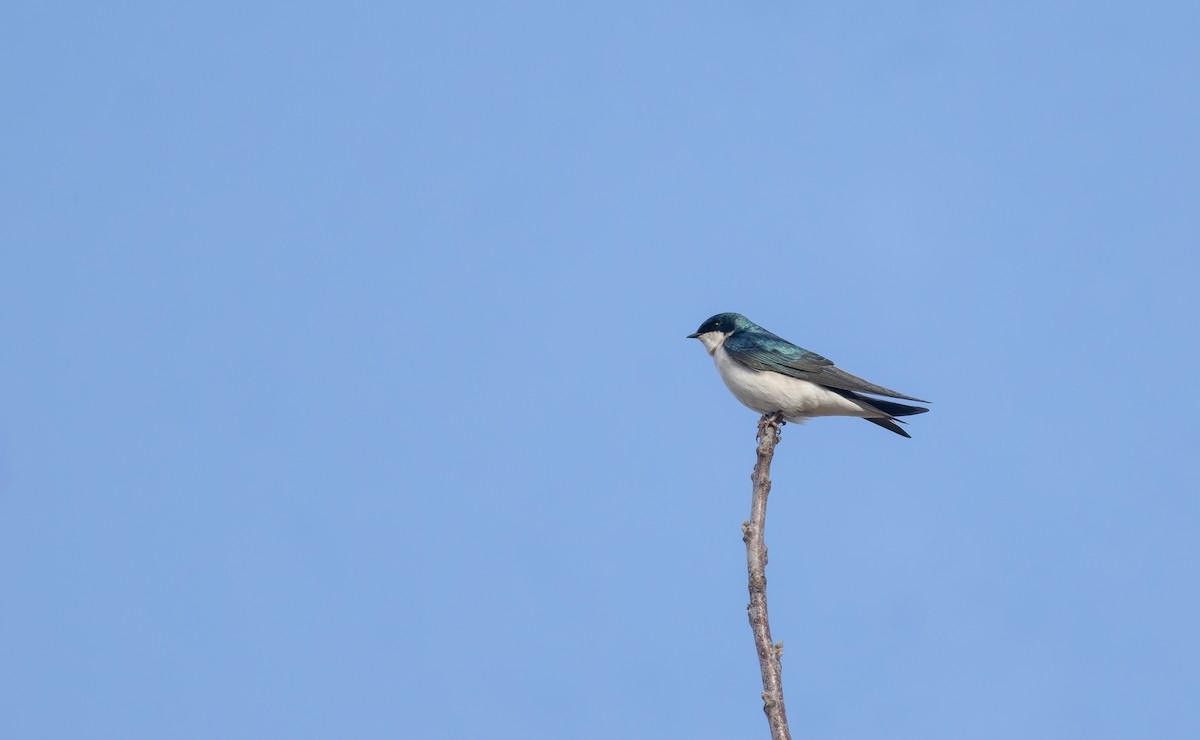 Tree Swallow - ML631686013