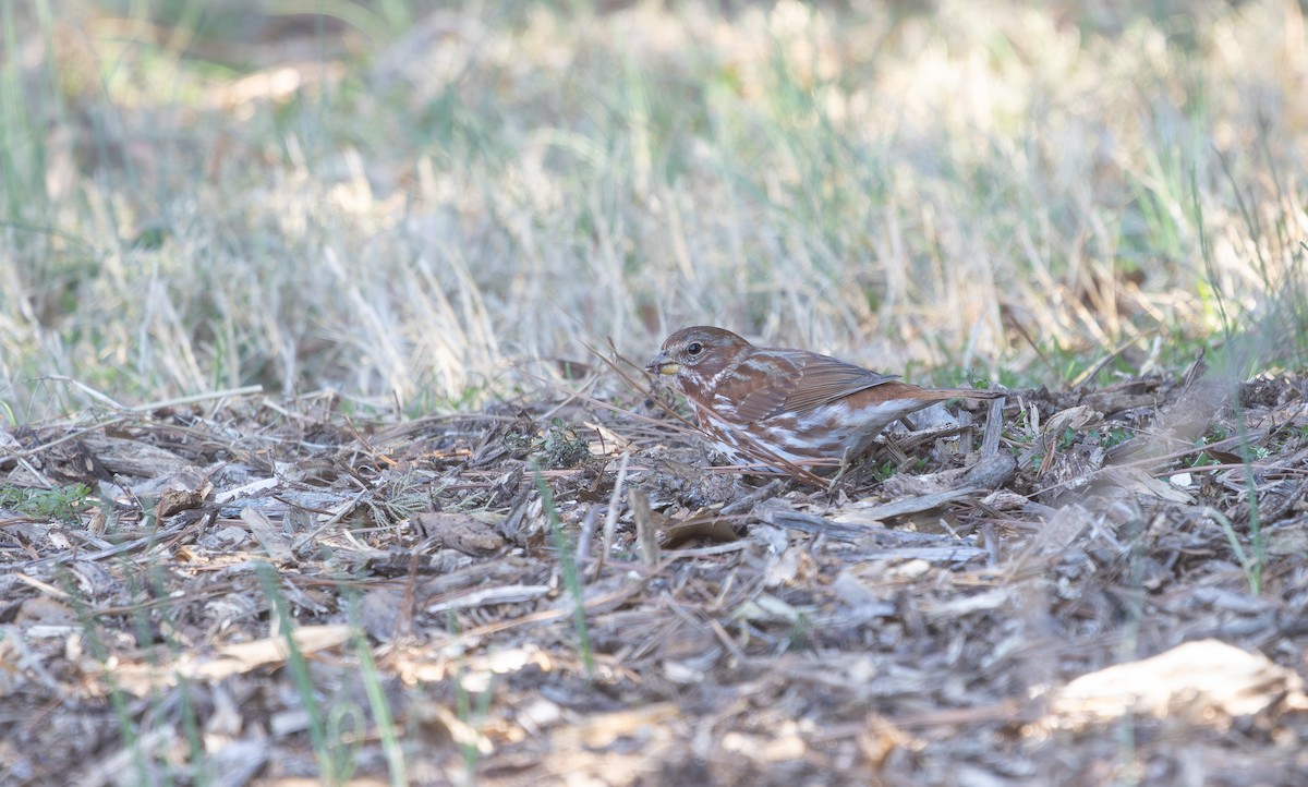 Fox Sparrow - ML631686039