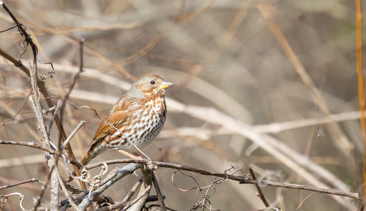 Fox Sparrow - ML631686040