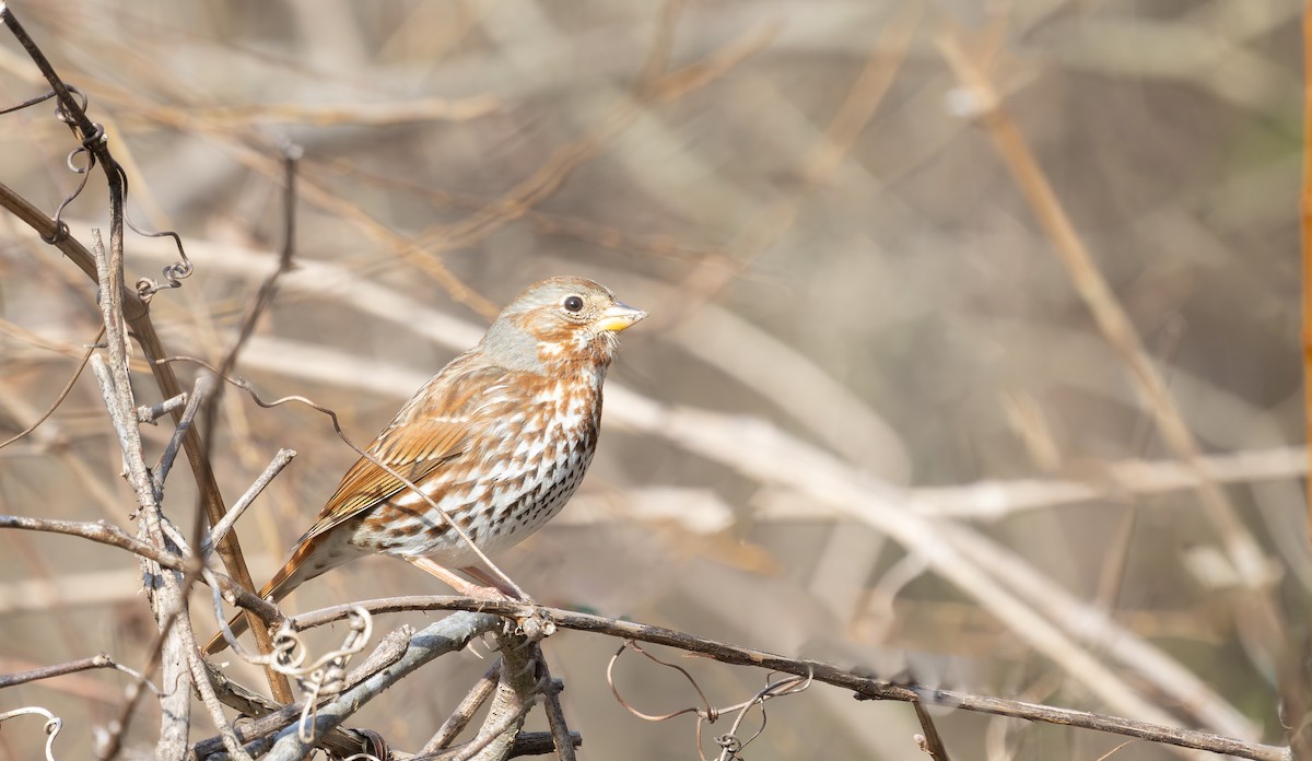 Fox Sparrow - ML631686041