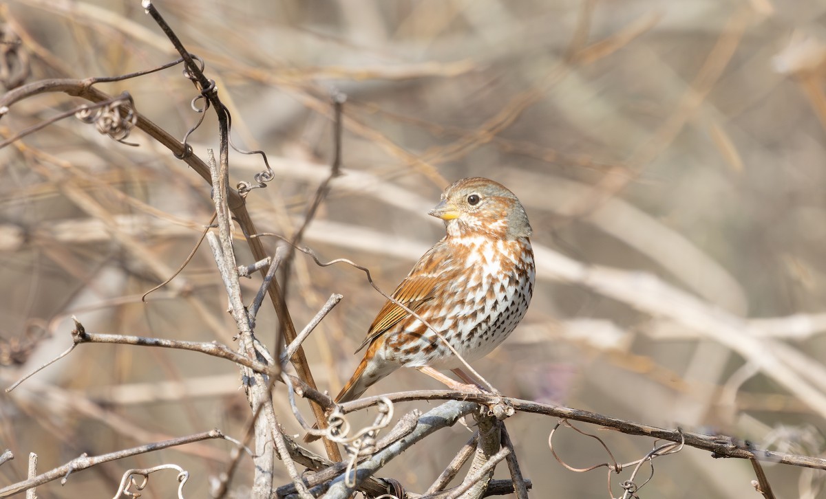 Fox Sparrow - ML631686042