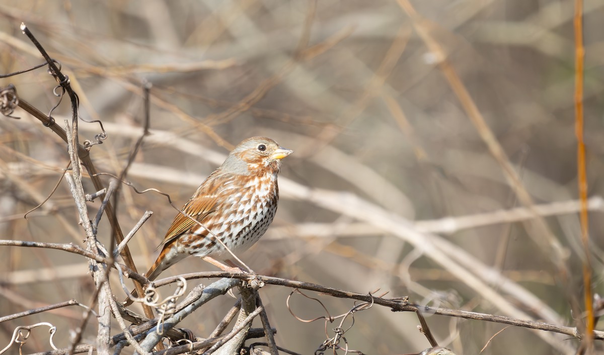 Fox Sparrow - ML631686045