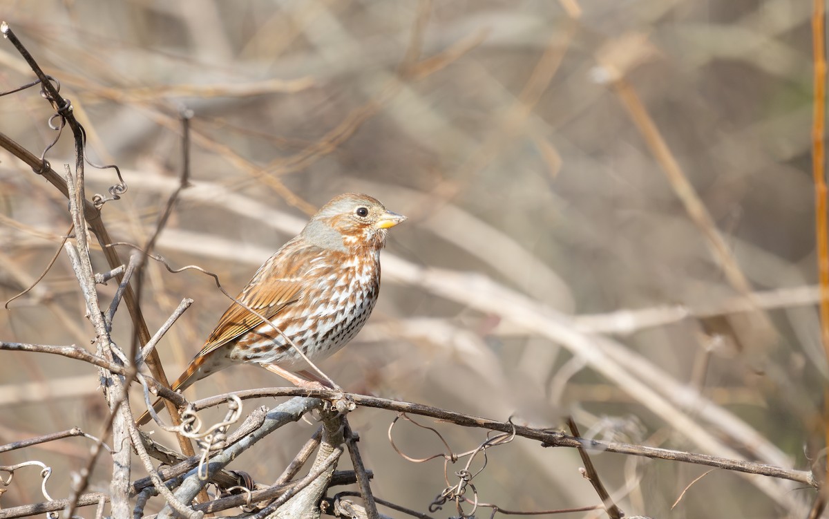 Fox Sparrow - ML631686046