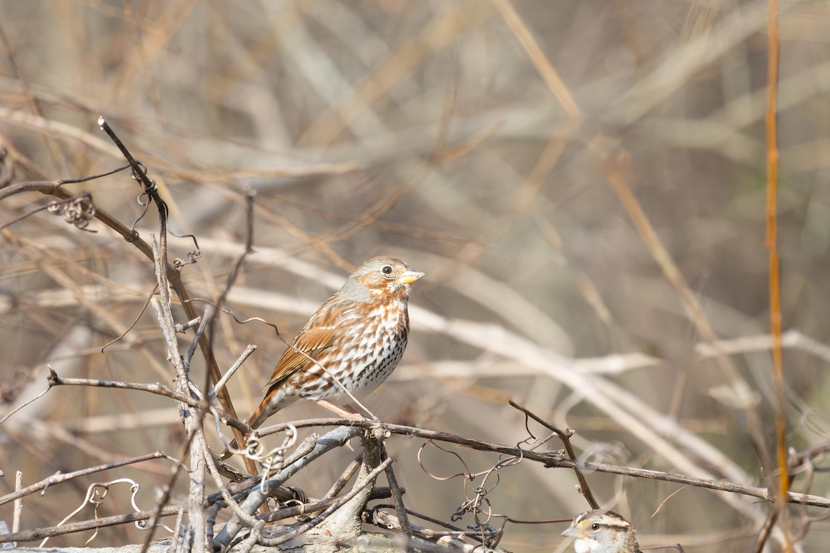 Fox Sparrow - ML631686048