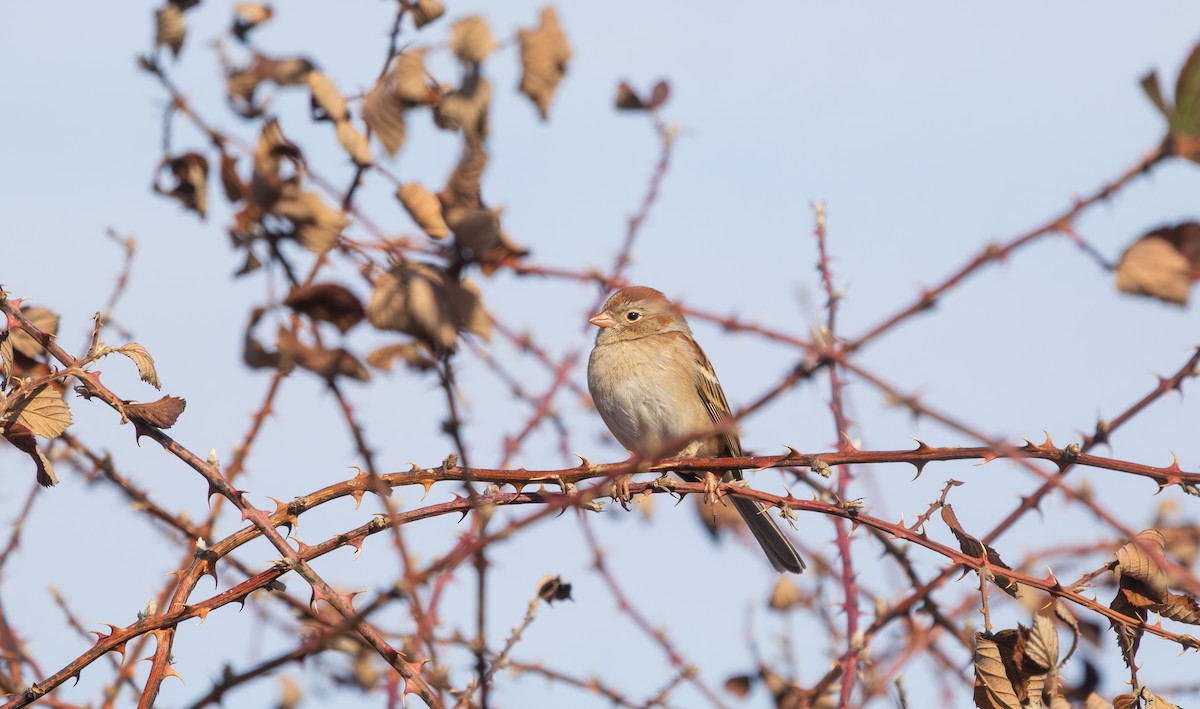 Field Sparrow - ML631686052