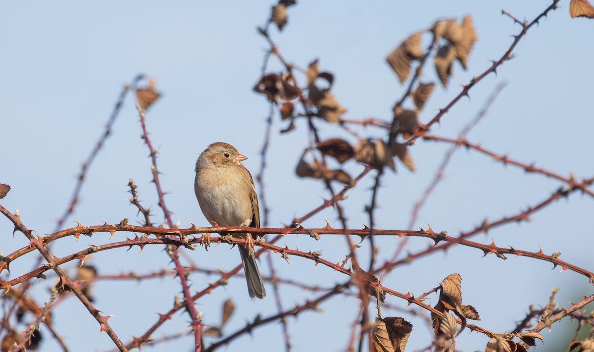 Field Sparrow - ML631686053