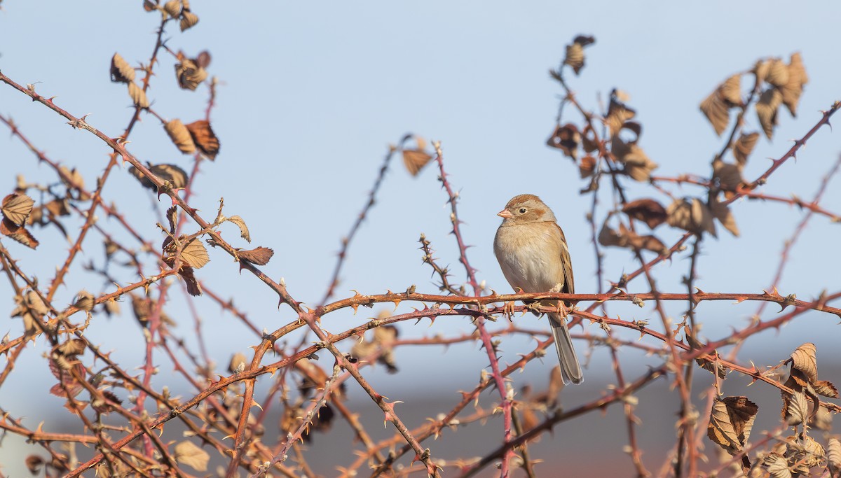 Field Sparrow - ML631686056