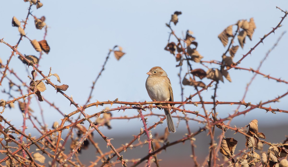 Field Sparrow - ML631686057