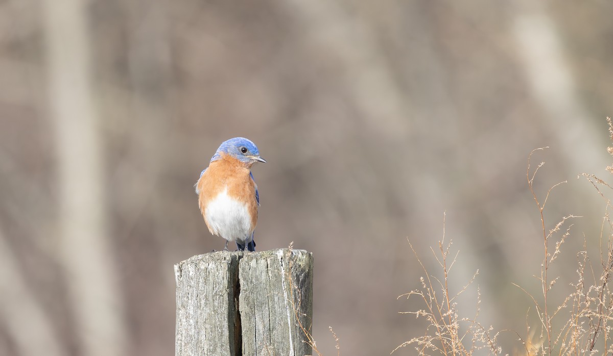 Eastern Bluebird - ML631686095